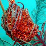 cocoon